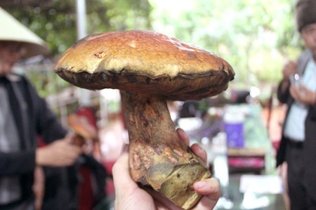 Săn[-]nấm[-]gan[-]bò[-]có[-]giá[-]nửa[-]triệu[-]đồng/kg
